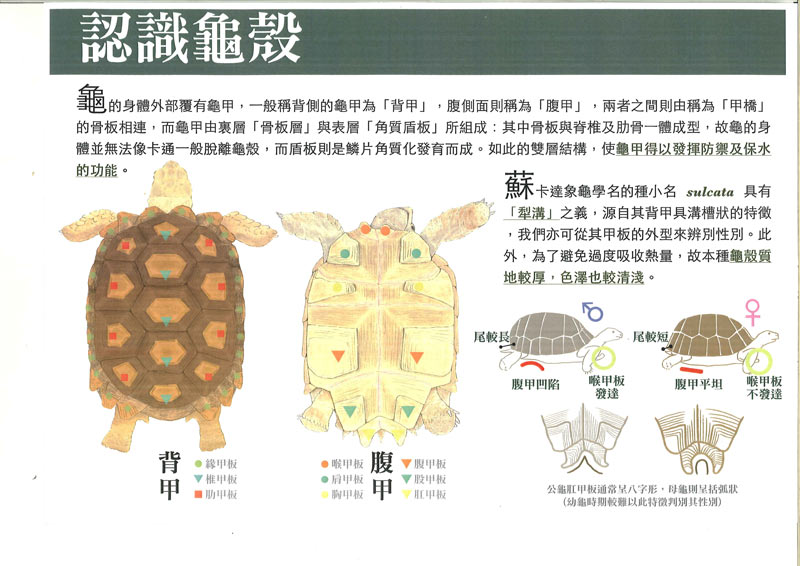 林庭安-可愛的小巨人：蘇卡達象龜2