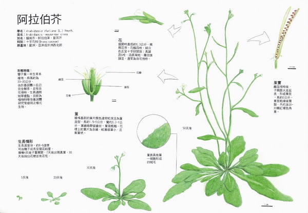 廖靜誼-阿拉伯芥