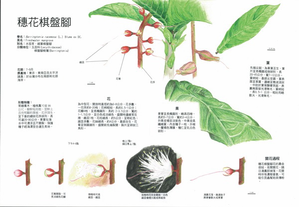 廖靜誼-穗花棋盤腳