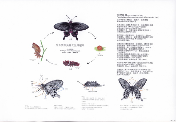 洪尚禹-紅紋鳳蝶與馬兜鈴2