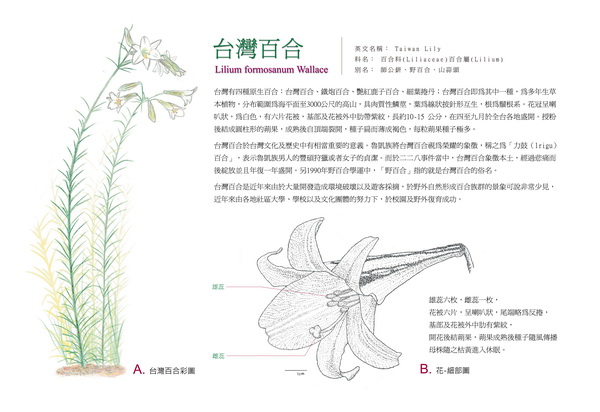 傅崧軒-台灣百合1