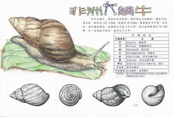 鄭茹方-非洲大蝸牛1