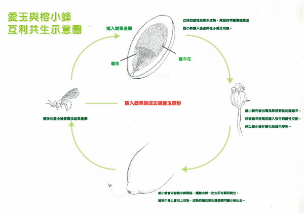 林佩潔-愛玉子2