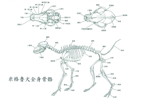 連思齊-米格魯全身骨骼