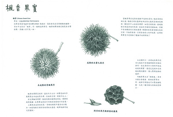 施權城-楓香果實