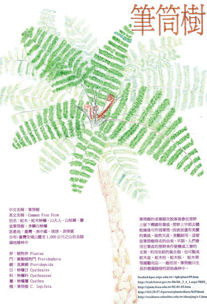 劉栖寧-蕨類─筆筒樹1