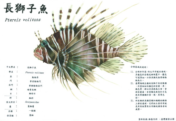 丁肇甫-長獅子魚