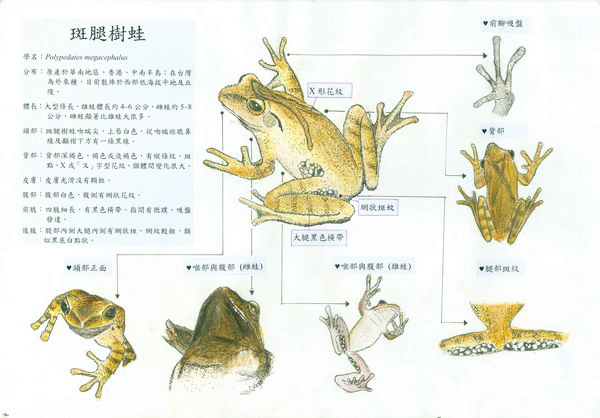 吳思翰-斑腿樹蛙1