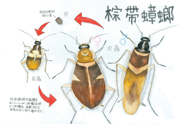 鄭君怡-棕帶蟑螂