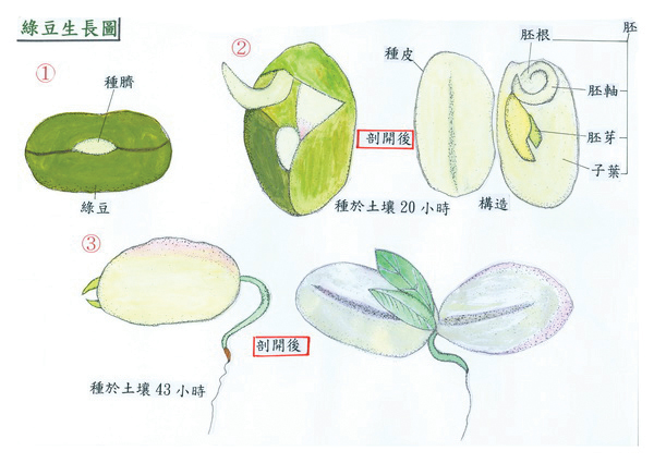 汪俊全-綠豆生長圖1
