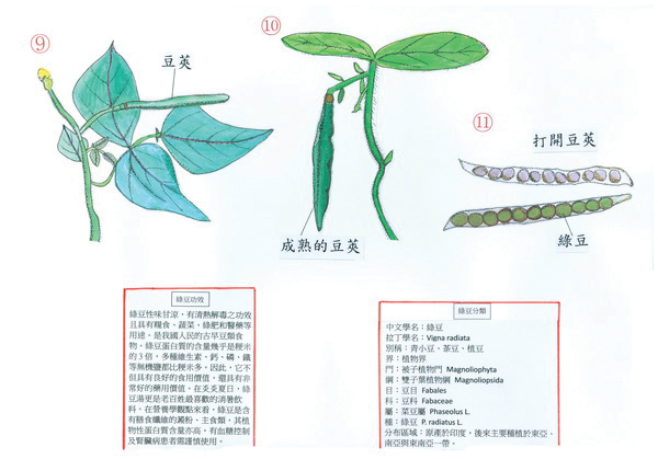 汪俊全-綠豆生長圖3