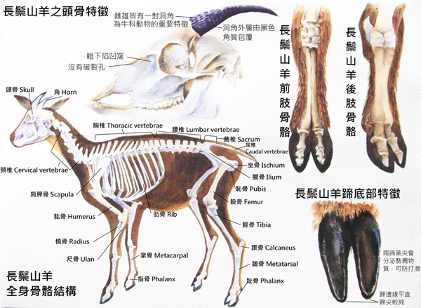 李馨雅-台灣長鬃山羊2