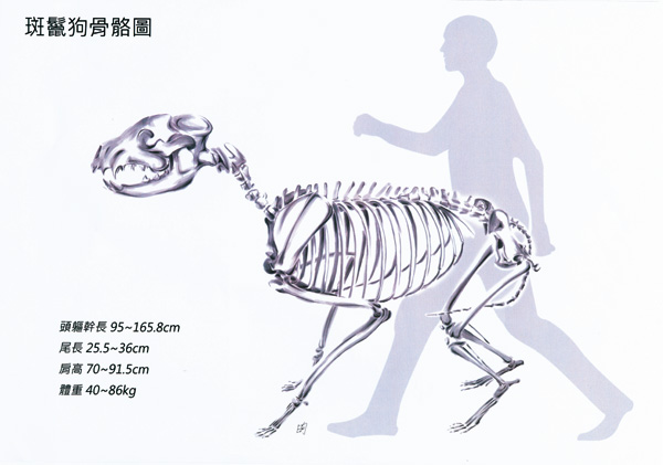 陳昫蓁-斑鬣狗2