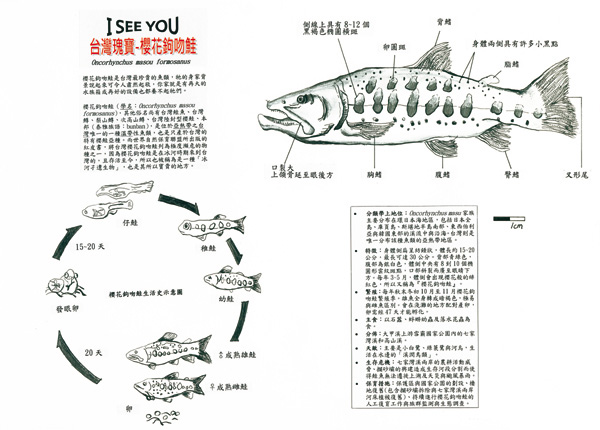 徐丞彥-台灣櫻花鉤吻鮭