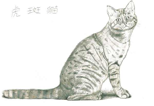 王澤雅-虎斑貓