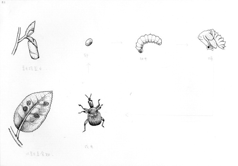 方瑞英-捲葉象鼻蟲1