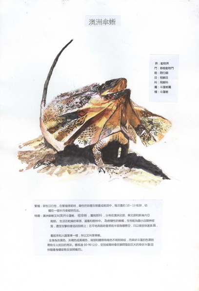 紀詠琳-澳洲傘蜥1