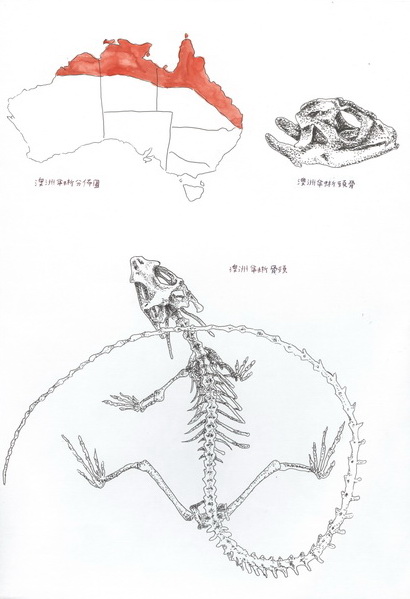 紀詠琳-澳洲傘蜥2