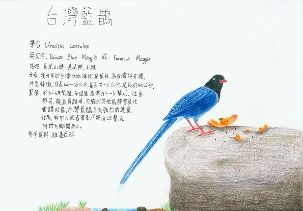 黃力羚-台灣藍鵲1