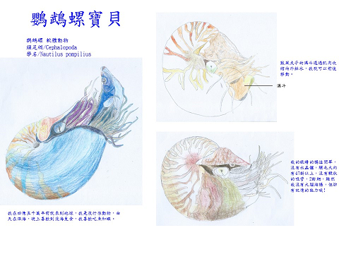 林子恩-鸚鵡螺寶貝1