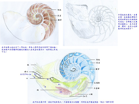 林子恩-鸚鵡螺寶貝2