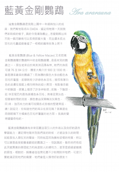 何孟郁-藍黃金剛鸚鵡1