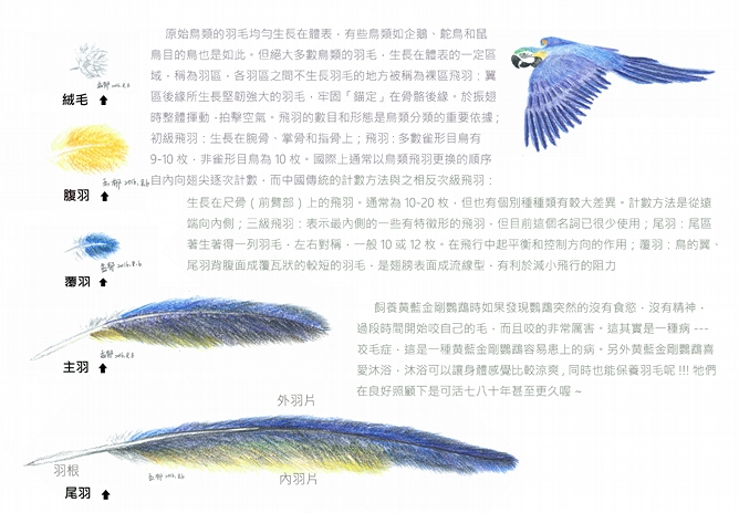 何孟郁-藍黃金剛鸚鵡2