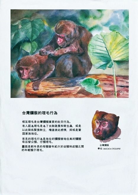 蔡浚勝-台灣獼猴