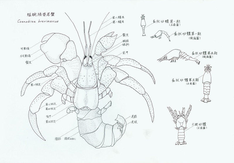 李美芬-家，與陸生寄居蟹1