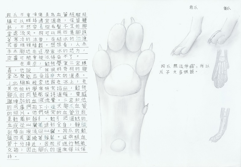 王裕鑫-爪子2