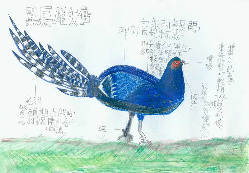 台灣高山上的王者-黑長尾雉