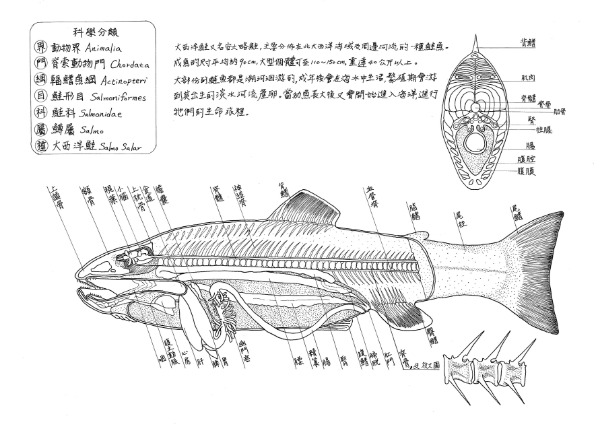 李美芬-鮭於食物：野生與養殖的終點1