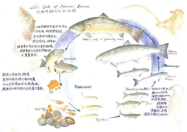李美芬-鮭於食物：野生與養殖的終點2