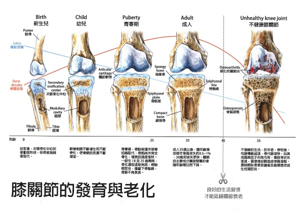 鄒亞璇-膝關節的生長與老化1