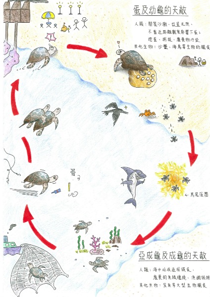 施彩慧-保護海龜人人有責2