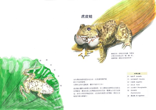 謝晴宇-虎皮蛙1