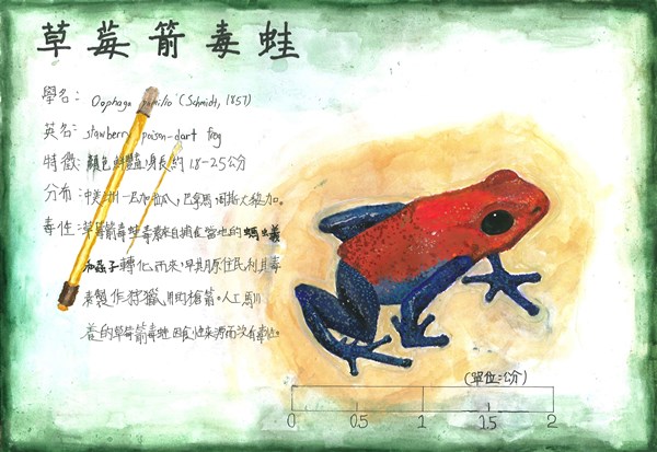 謝晴宇-草莓箭毒蛙-1