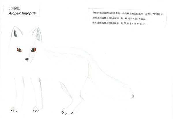 曹慈恩-北極狐Alopex lagopus-1