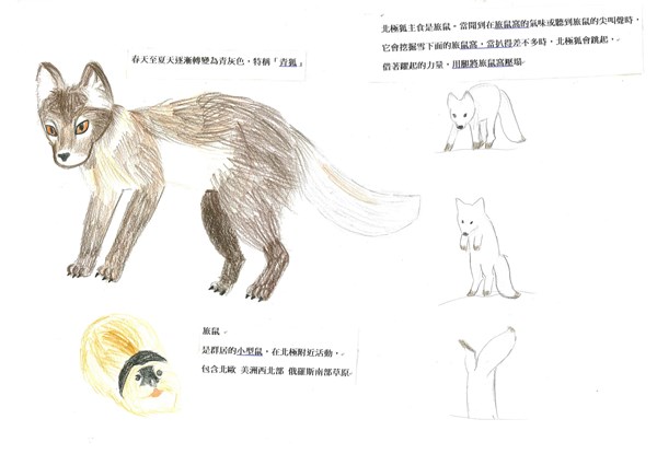 曹慈恩-北極狐Alopex lagopus-2