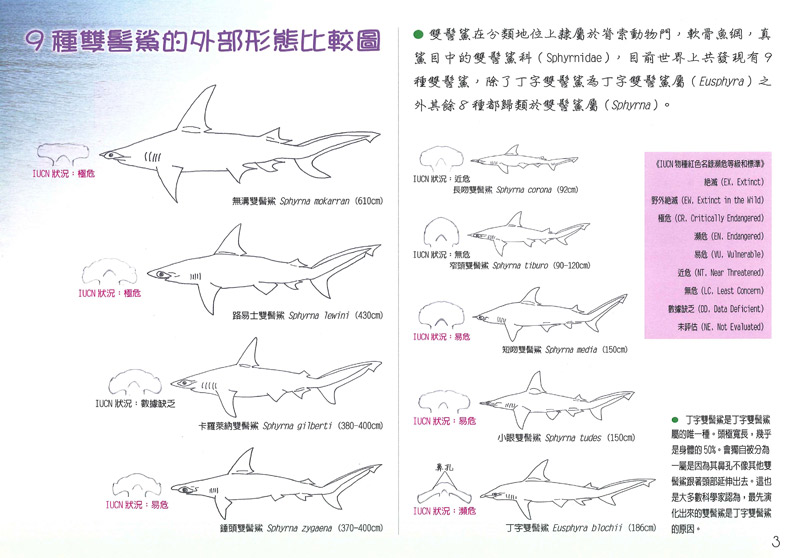 邱一沁-雙髻鯊-3