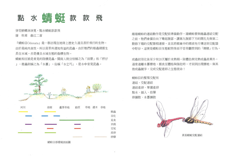 林淑華-點水蜻蜓-1