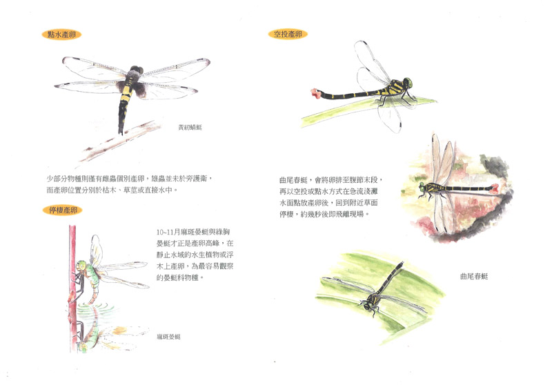 林淑華-點水蜻蜓-2