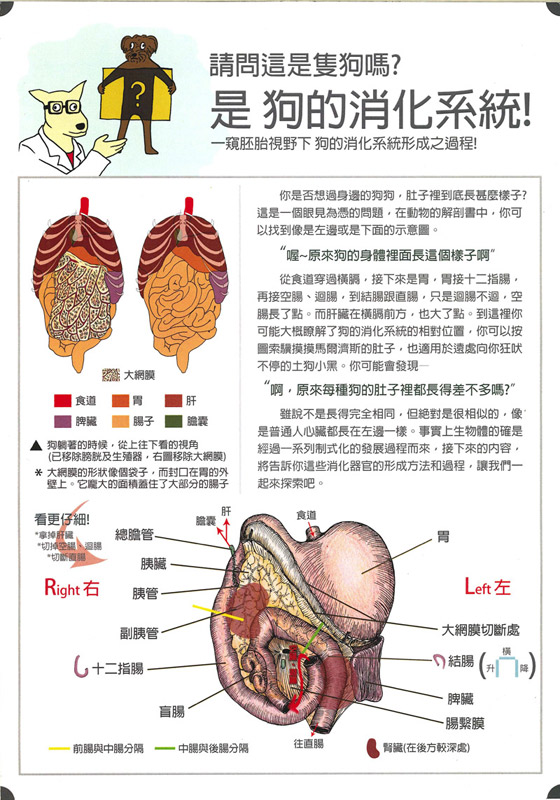 羅妤意-狗的消化系統-1