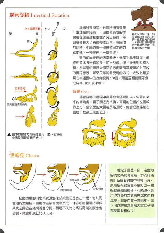 羅妤意-狗的消化系統-2