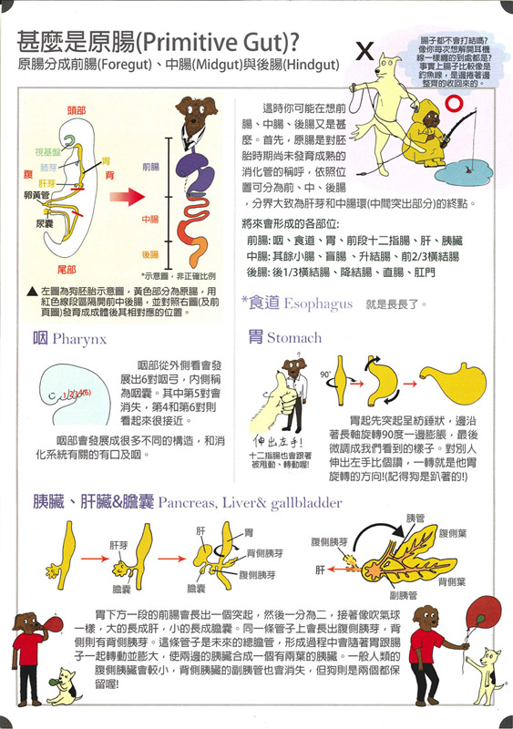 羅妤意-狗的消化系統-3