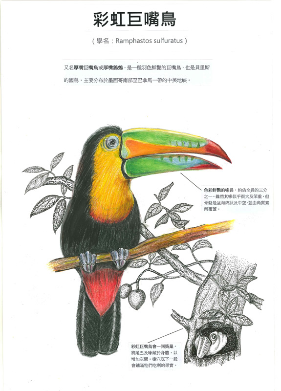 黃毓喬-彩虹巨嘴鳥