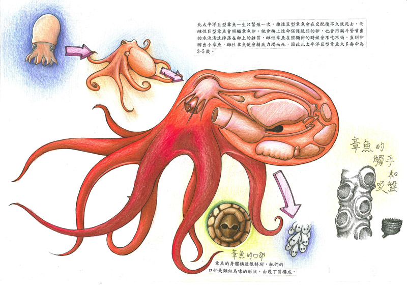 王裕鑫-巨型章魚-2