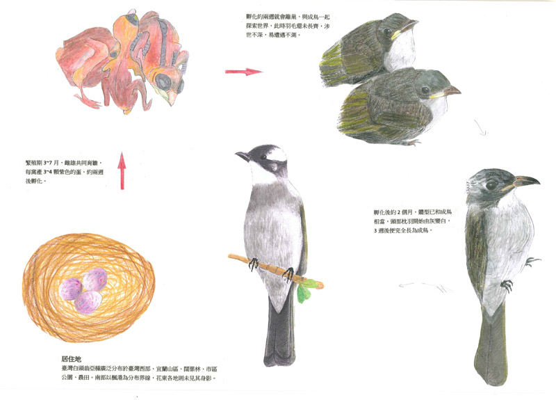 汪俊全-台灣白頭翁亞種-2
