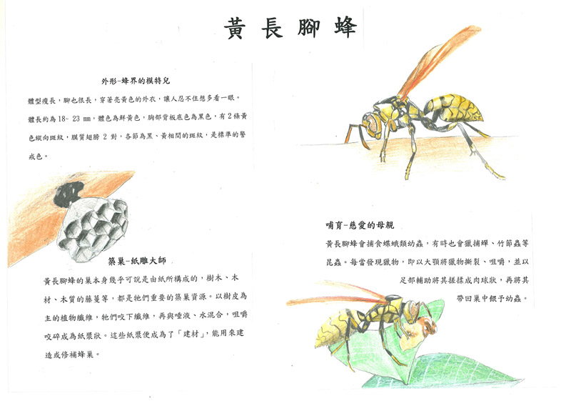 陳亦敬-黃長腳蜂