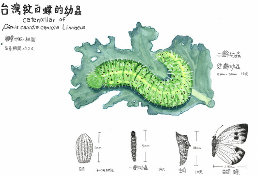 楊茜宜-台灣紋白蝶的幼蟲